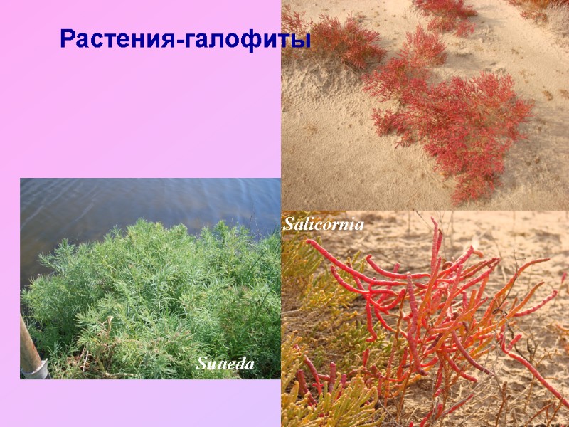 Растения-галофиты Suaeda Salicornia